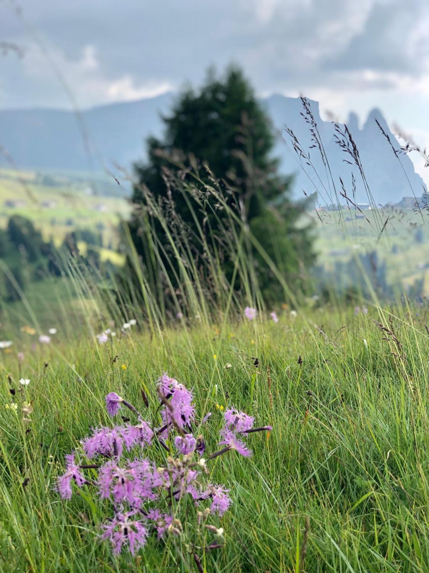 Sule Hof Agriturismo Ортизей Екстериор снимка